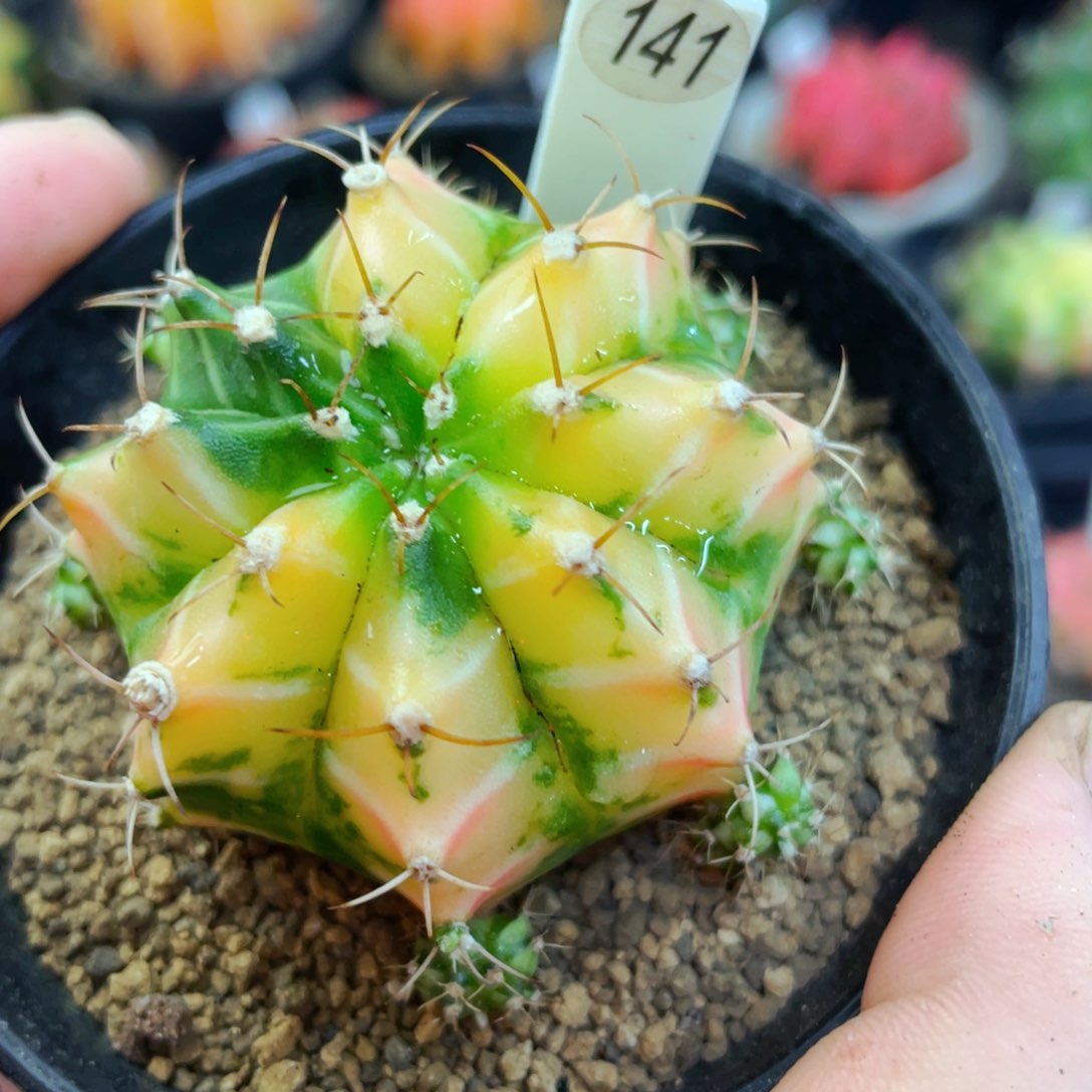 水蜜桃盆5公分满25包邮裸根发货