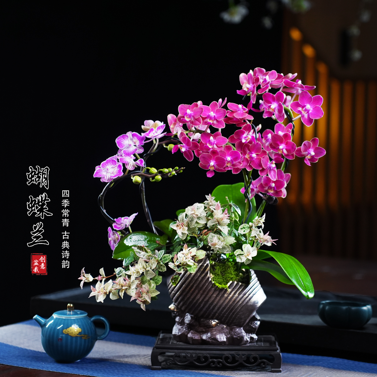 旬日财宝蝴蝶兰盆栽四季常青花卉茶桌面净化空气花办公绿植