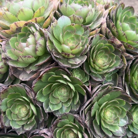 法师万拉丝18-8多肉