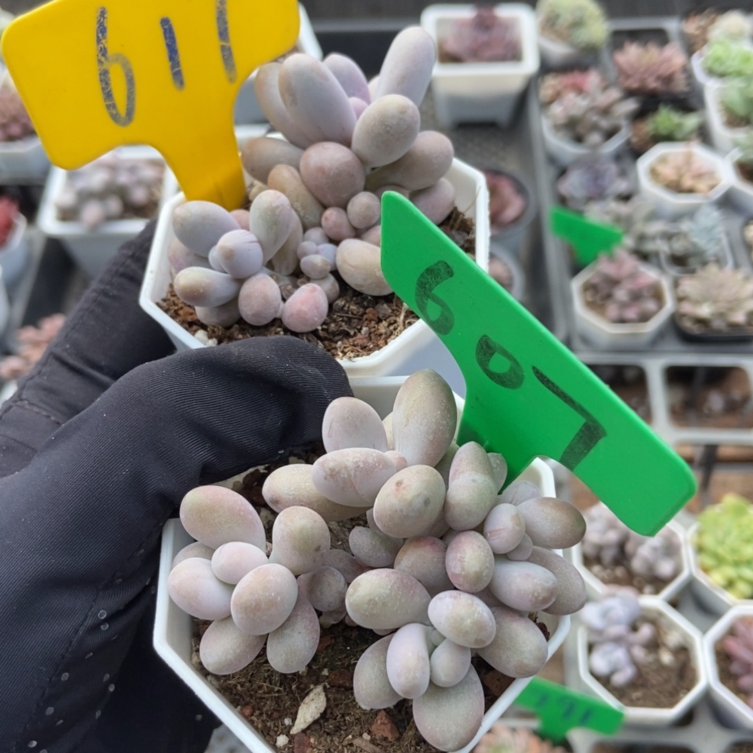 617 607蛋黄奶多肉