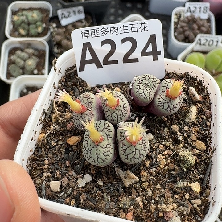 224多肉植物多肉植物