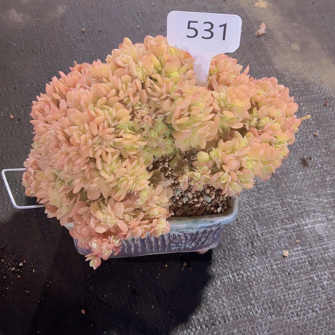 快**行531星那他缀58元元