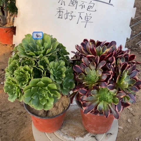 两颗法师一物一拍