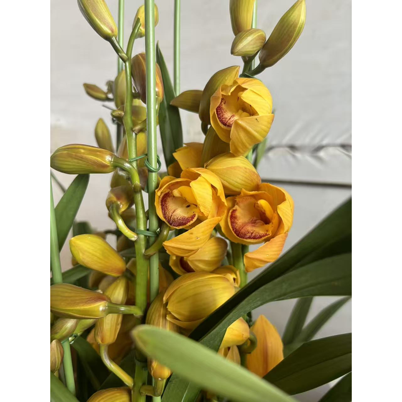 老黑家的蕙兰 【CX1311】大花惠兰 特级花 春节盆栽秋冬季好养活