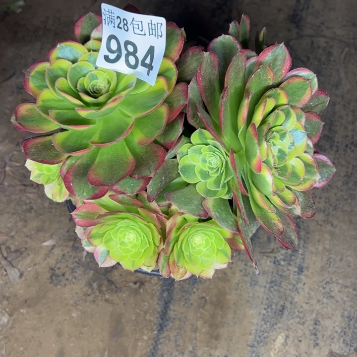 984奶白多肉植物