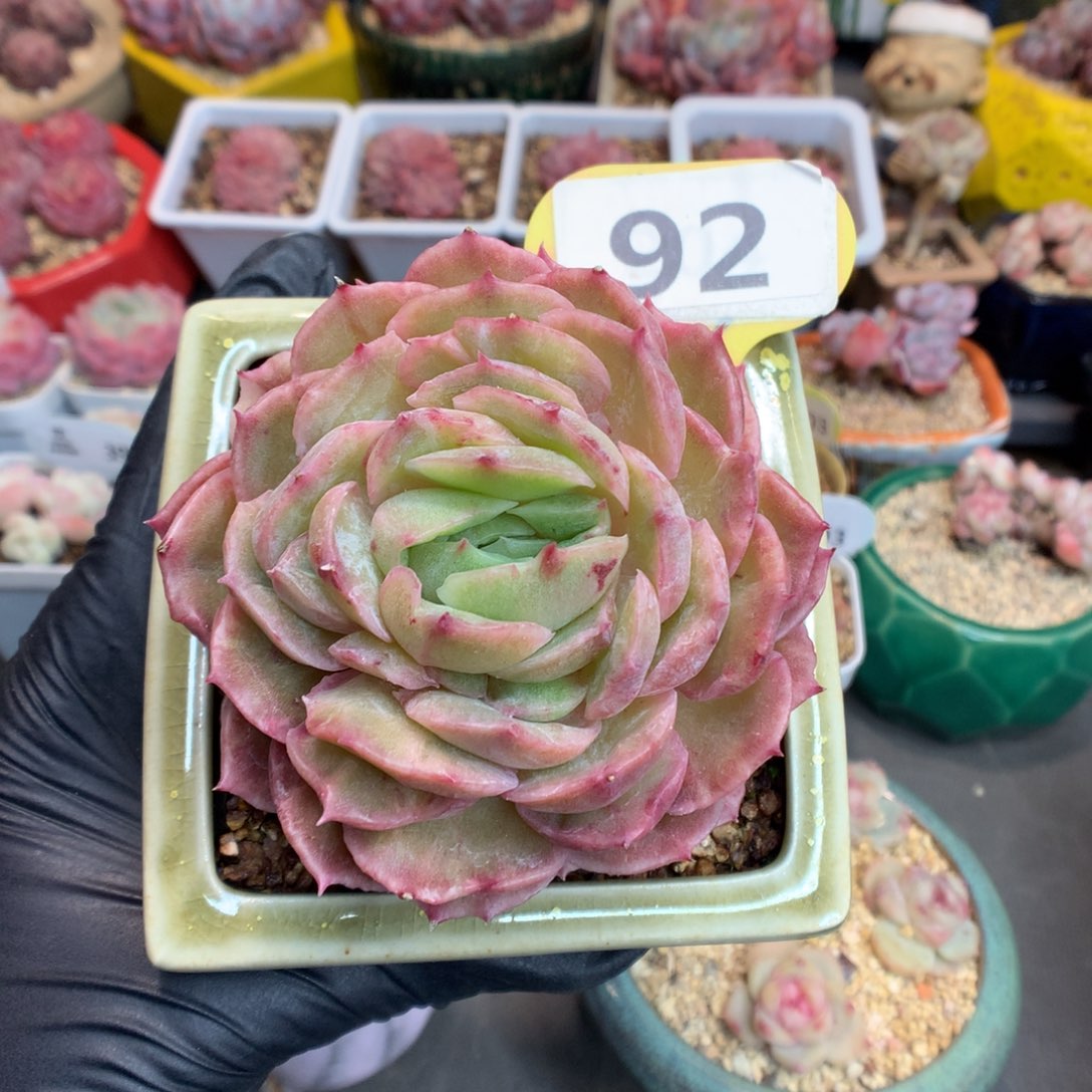 92 昂斯诺石化多肉