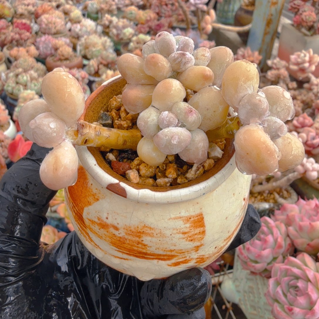 原始奶带盆一图一物拍不退不换满68包顺丰