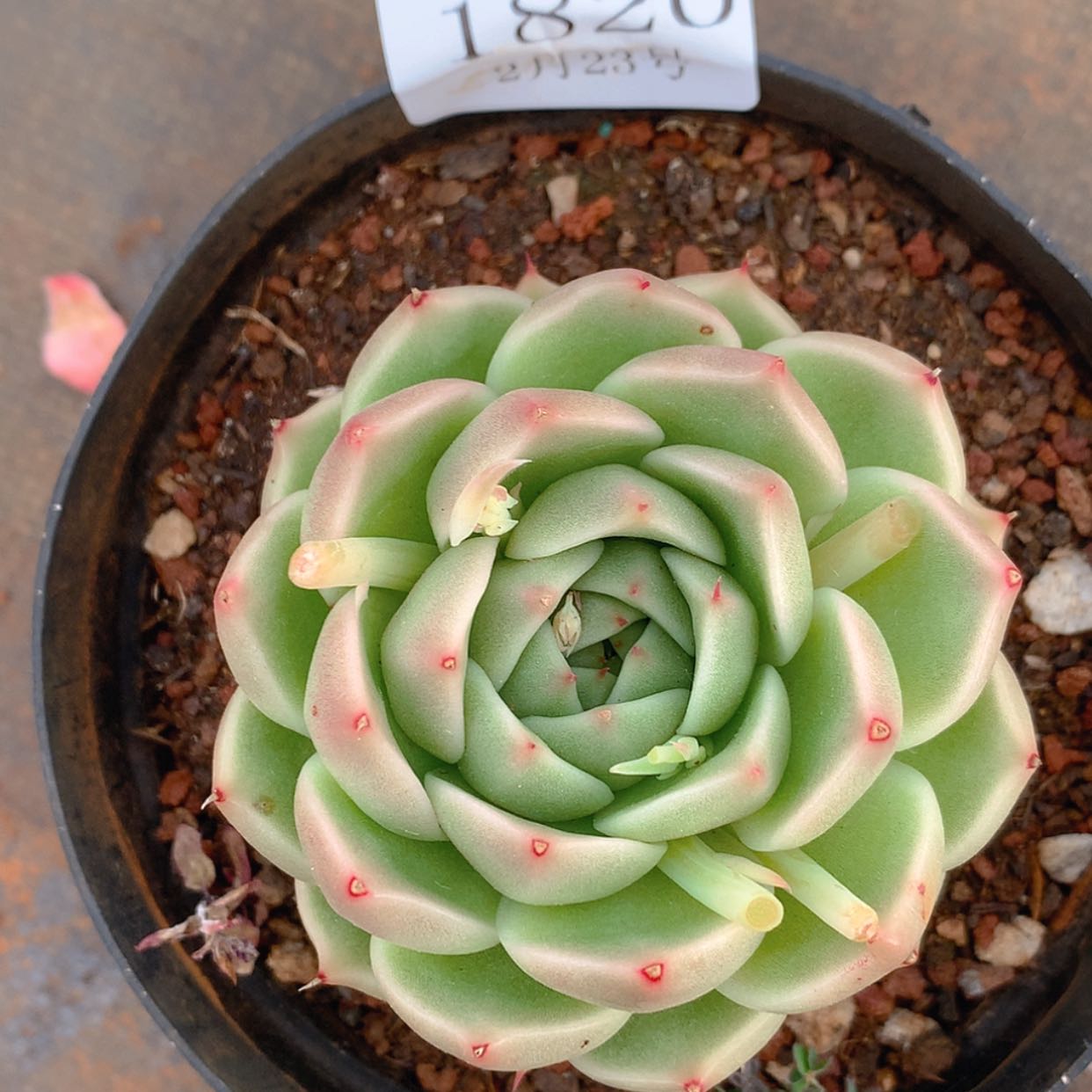 【闪购商品】云1820