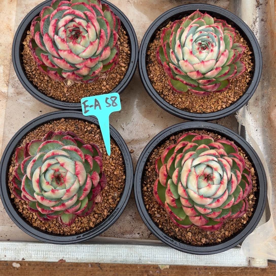 惊鸿仙子 四个一组