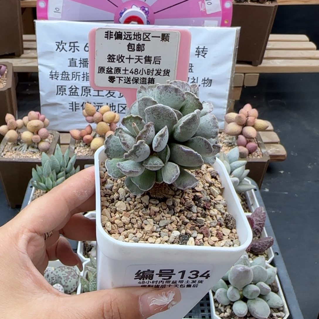 134毛库博多肉植物