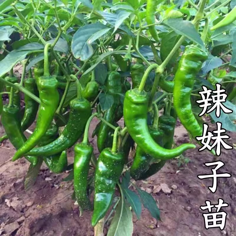 辣妹子辣椒苗寿光苗场直发庭院种植尖椒苗菜椒苗薄皮椒苗泡椒苗