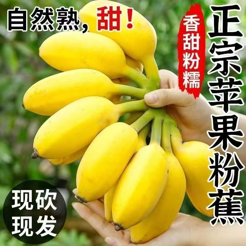 [产地果园直发]正宗苹果蕉当季新鲜水果香蕉批发直销净重5斤