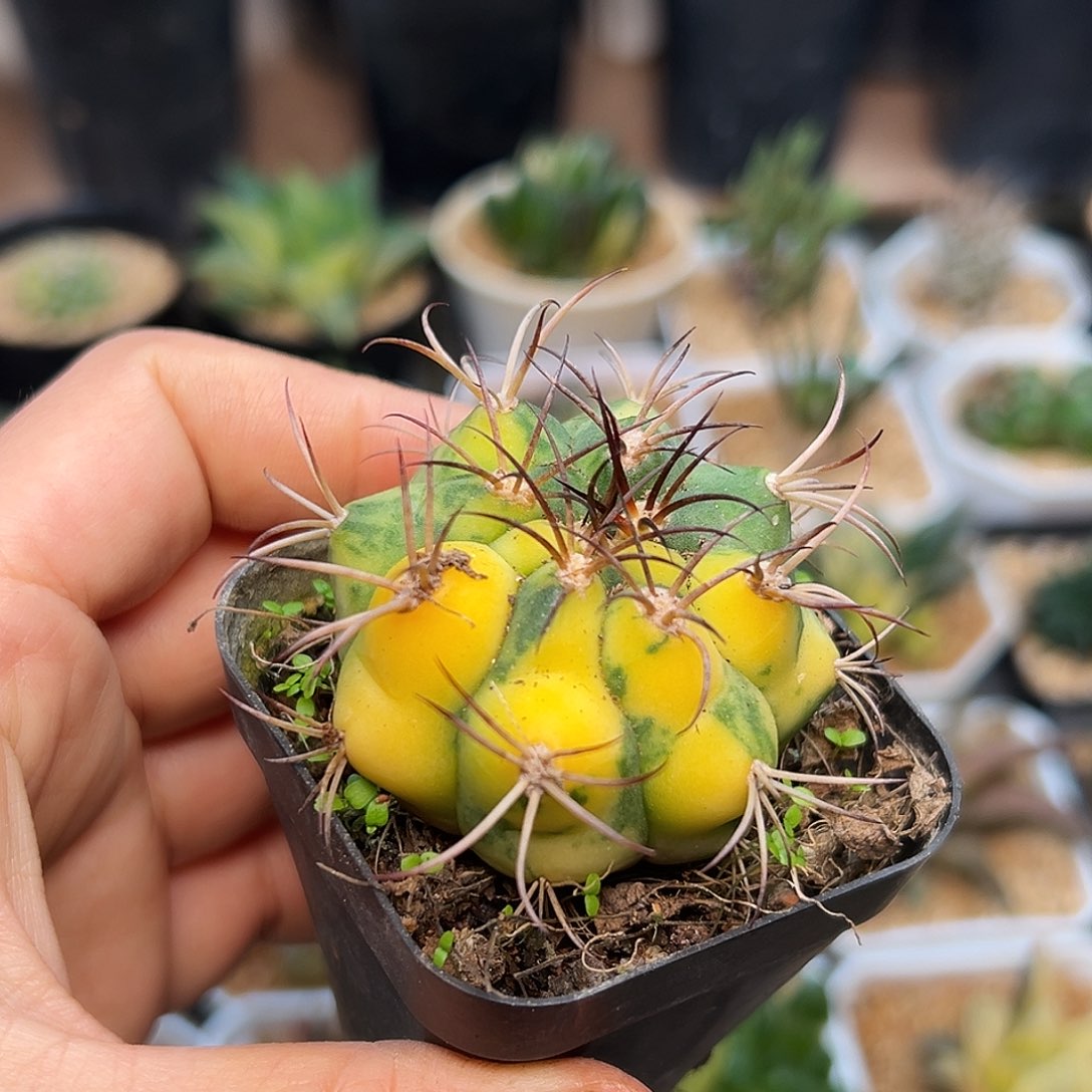 天紫玉锦实生球4.7cm