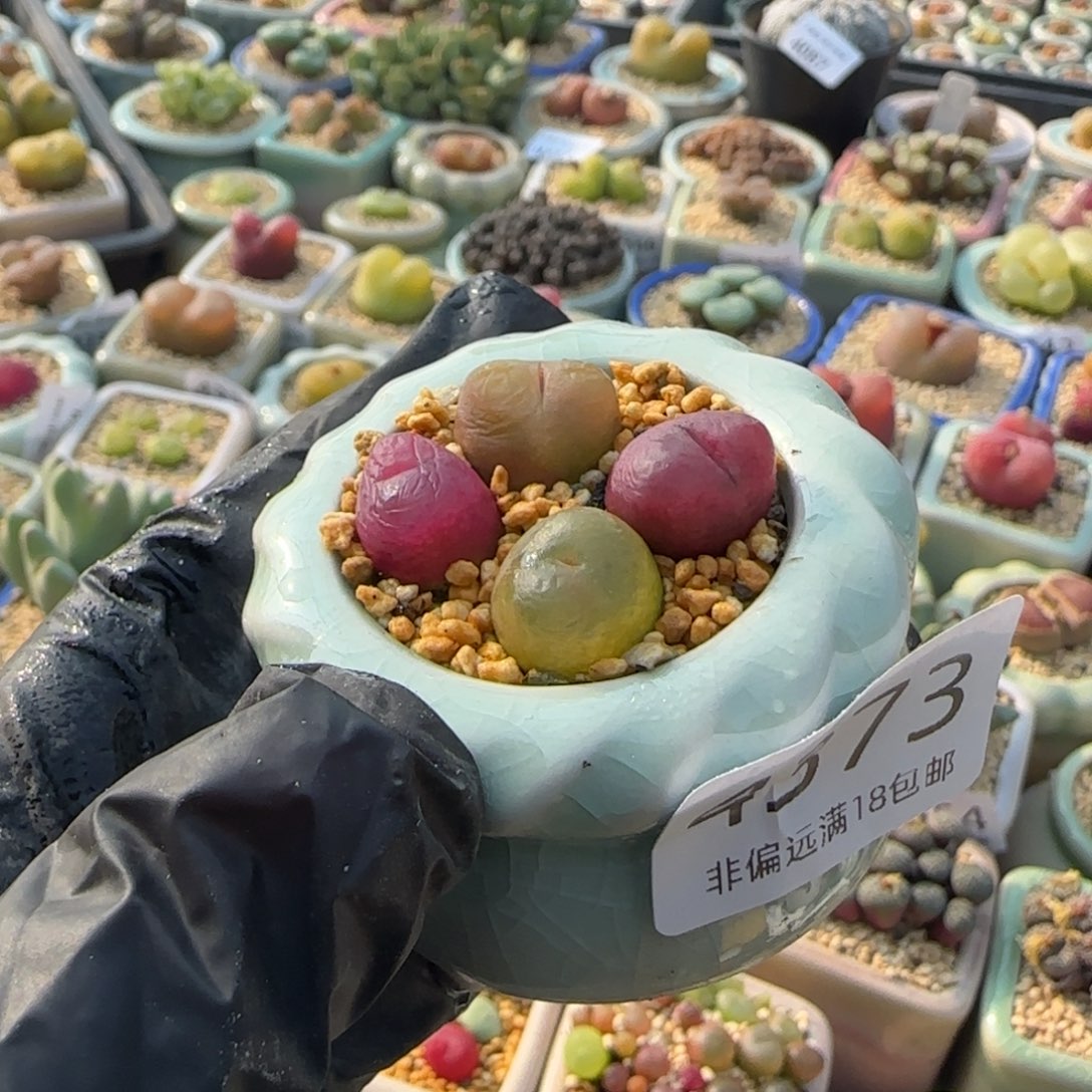 4373--一物一拍 带盆