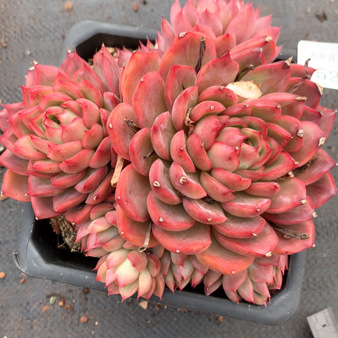 6520有叶伤不包掉头整散不售后