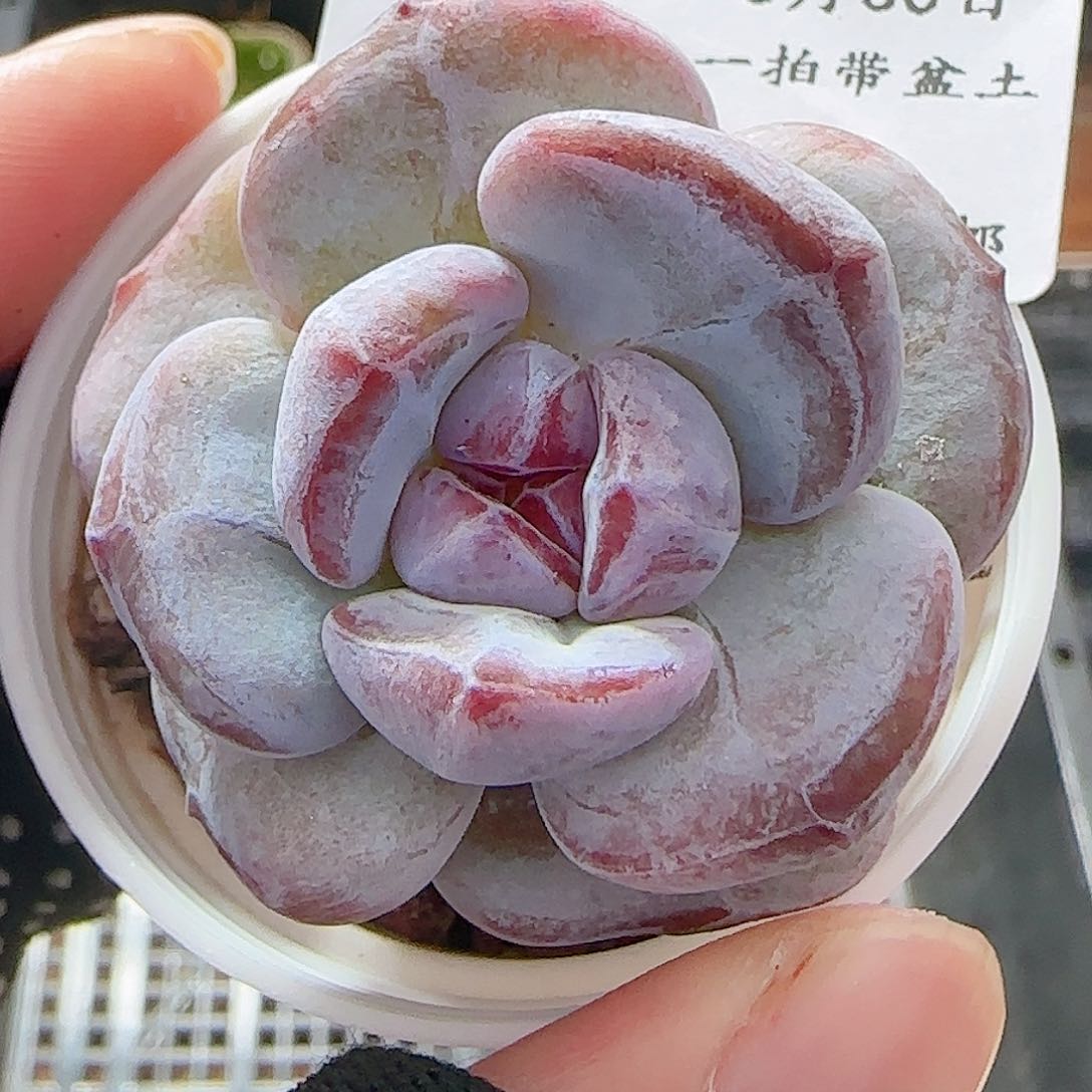 多肉0630-18石榴籽星影