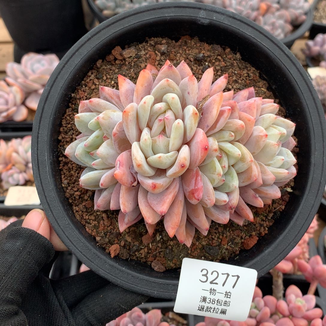 12.5厘米橙梦露四头3277