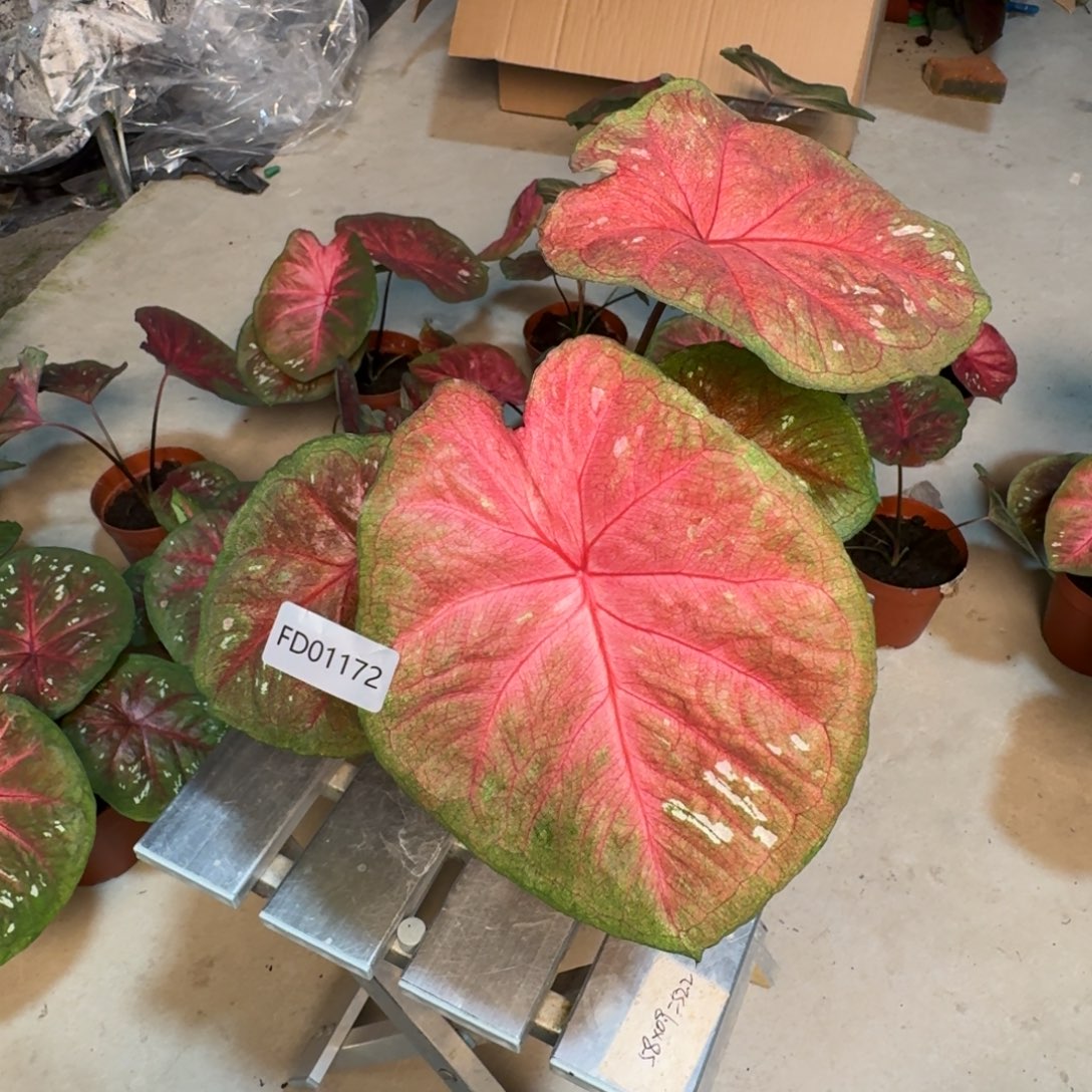 无花朵海王寄养01172