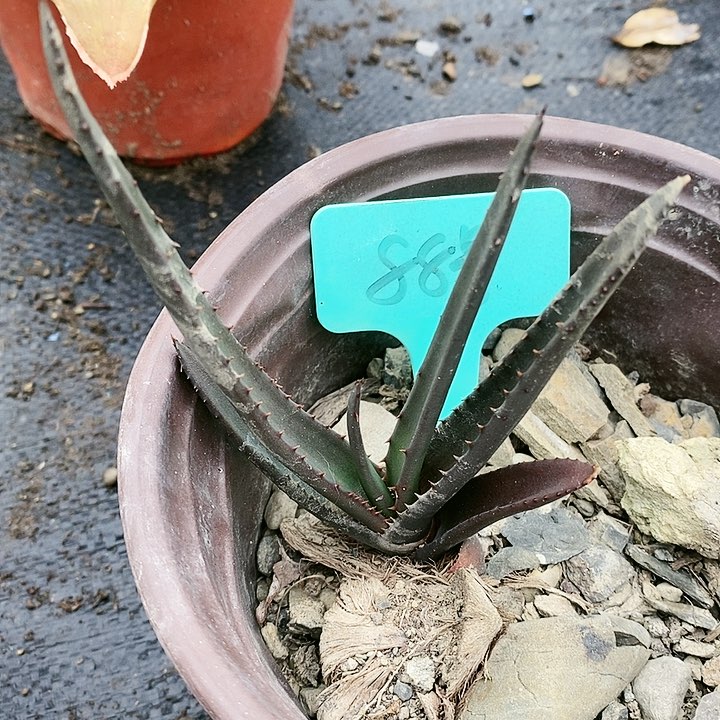 【闪购商品】无花朵黑太刀芦荟 三单包邮