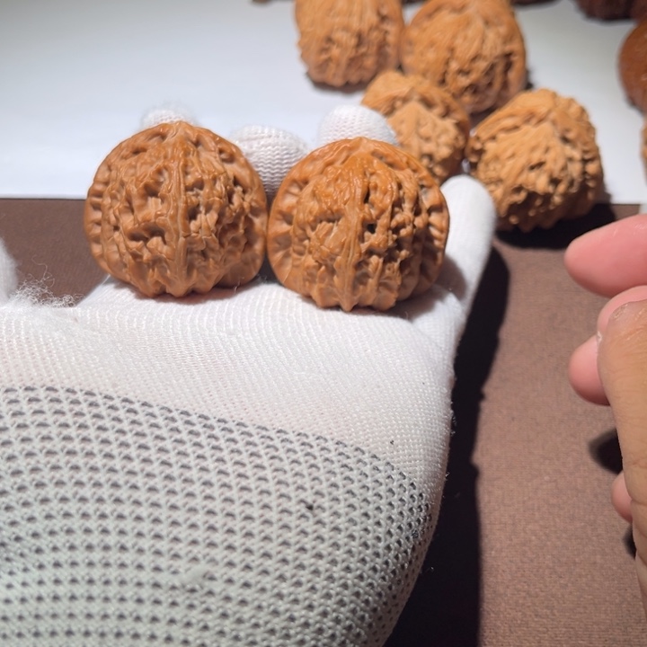 M***o精品白狮子41尺寸