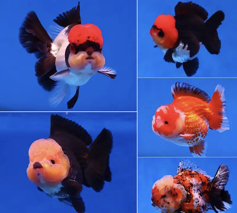 玛丽F1 精品亚成 泰狮金鱼冷水观赏鱼（无开箱视频不售后）