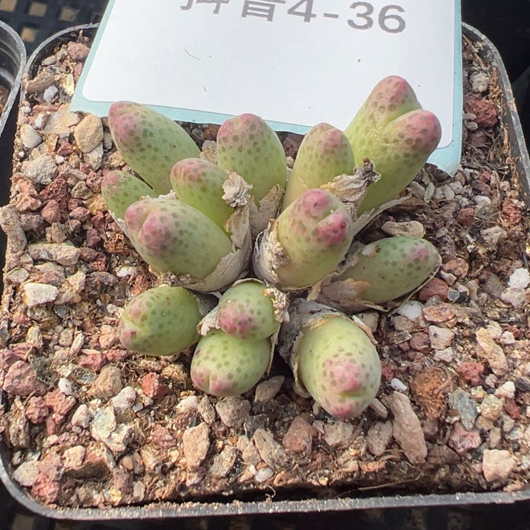 4-36肉锥多肉植物