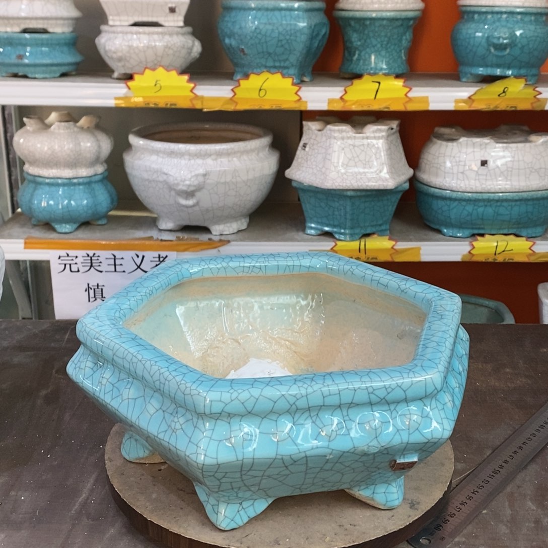 1**4花盆里的小猫咪