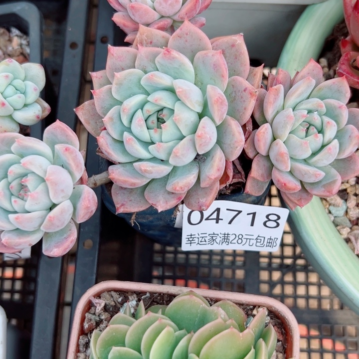 幸运的人是你啊你的小可爱