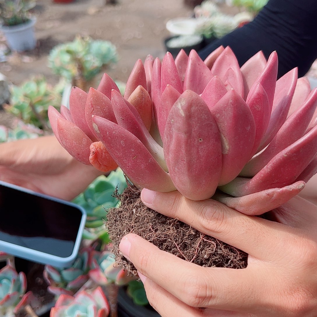 桃花源 双头起发
