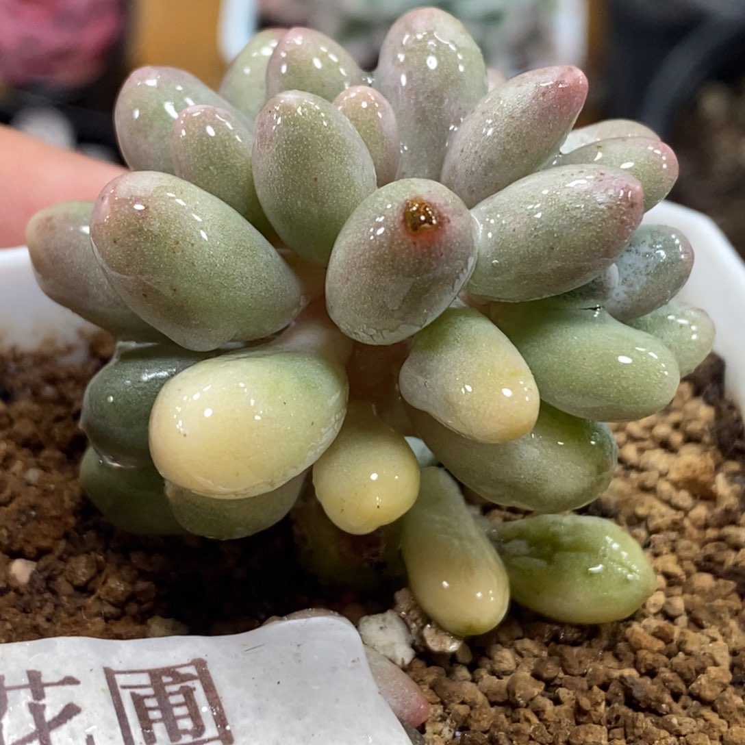 568婴儿手指锦双头拉丝