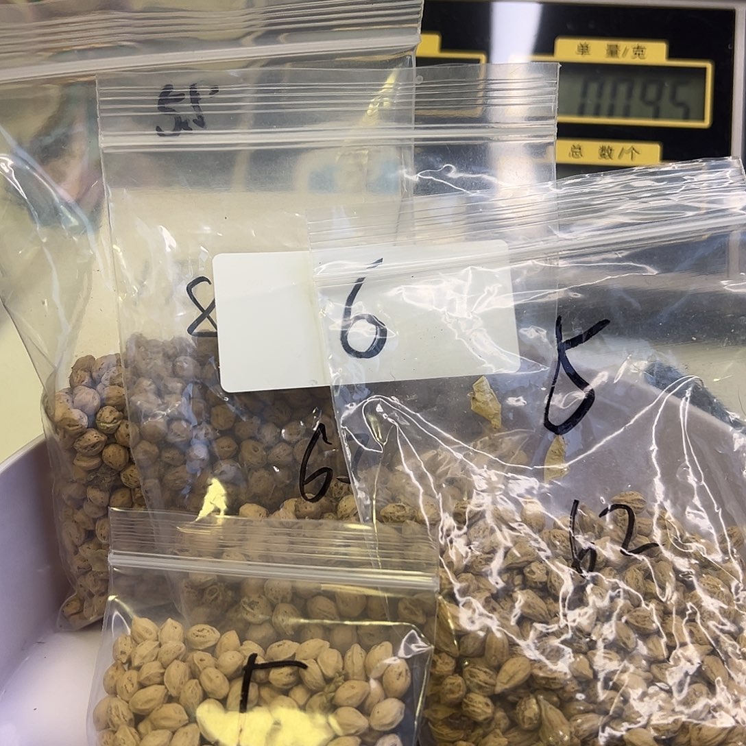 爱***罗柏香籽/百香籽吊坠