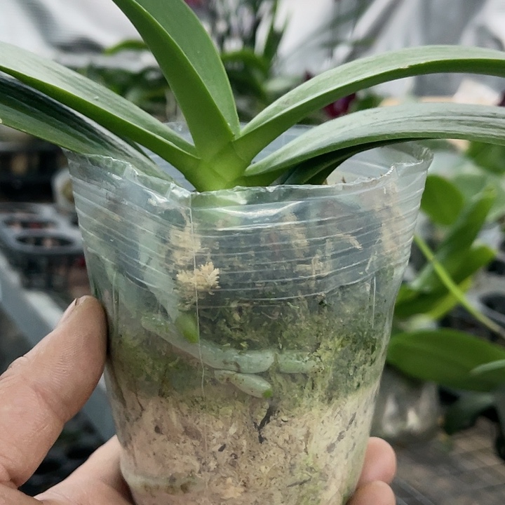 当前无花栽培后可以开花紫玉铃铛