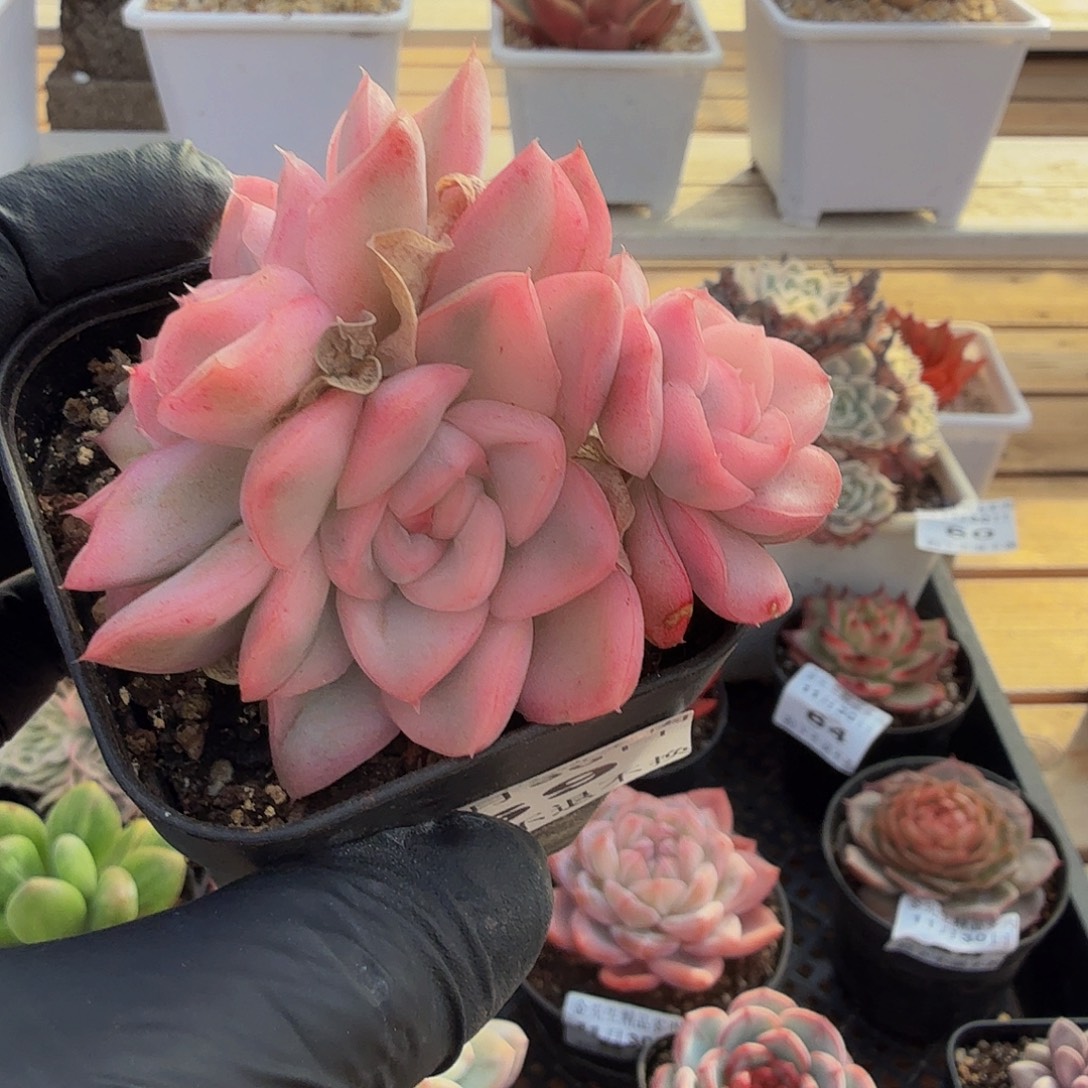 1130-69雪鸢锦小群生