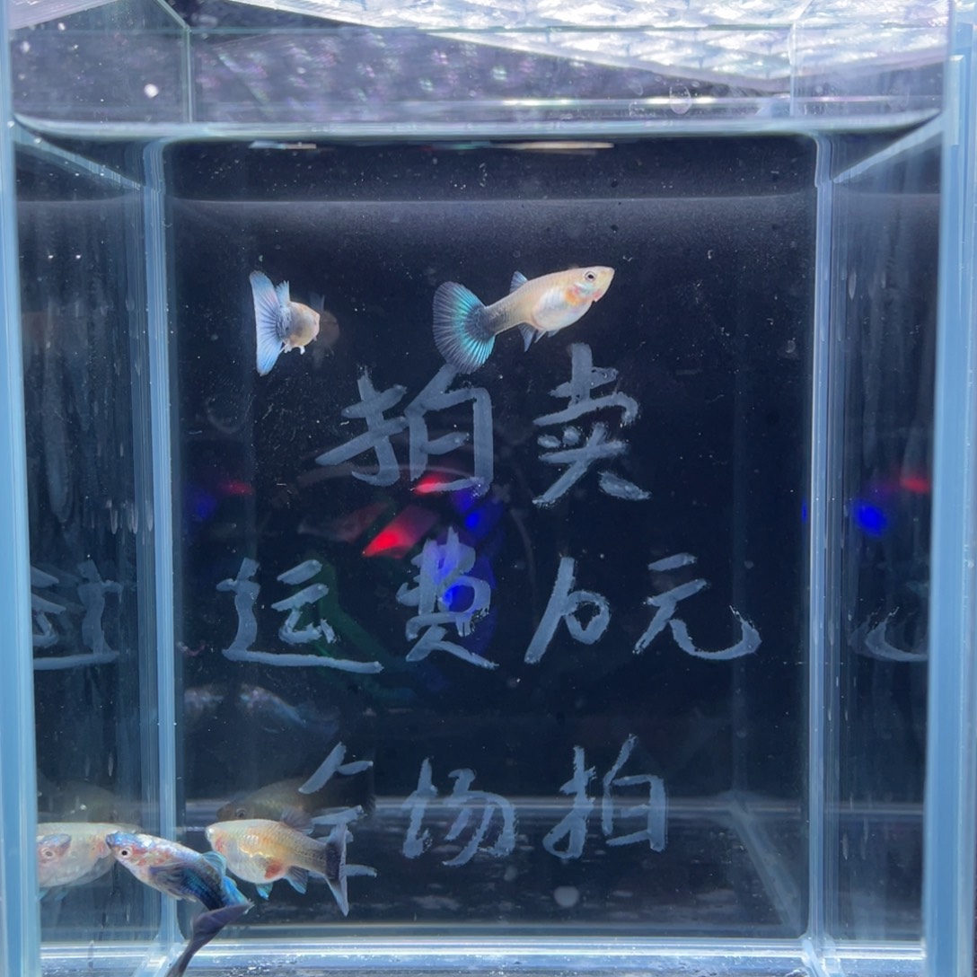 孔雀鱼蓝礼服两对