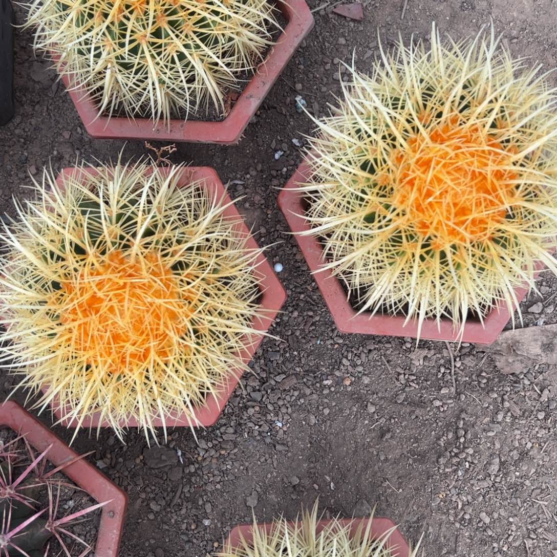 怒虎随机一颗。   