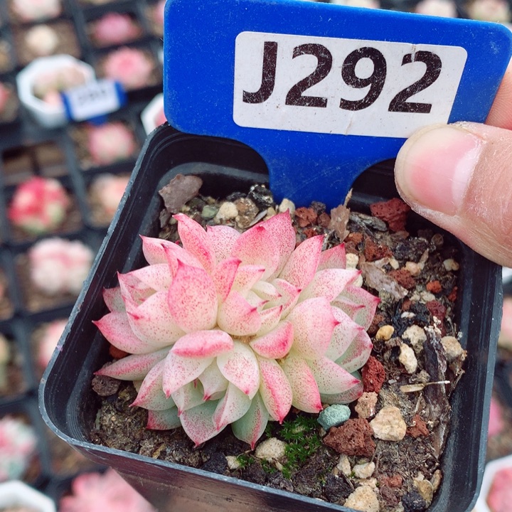 麦秆5cm不包整群