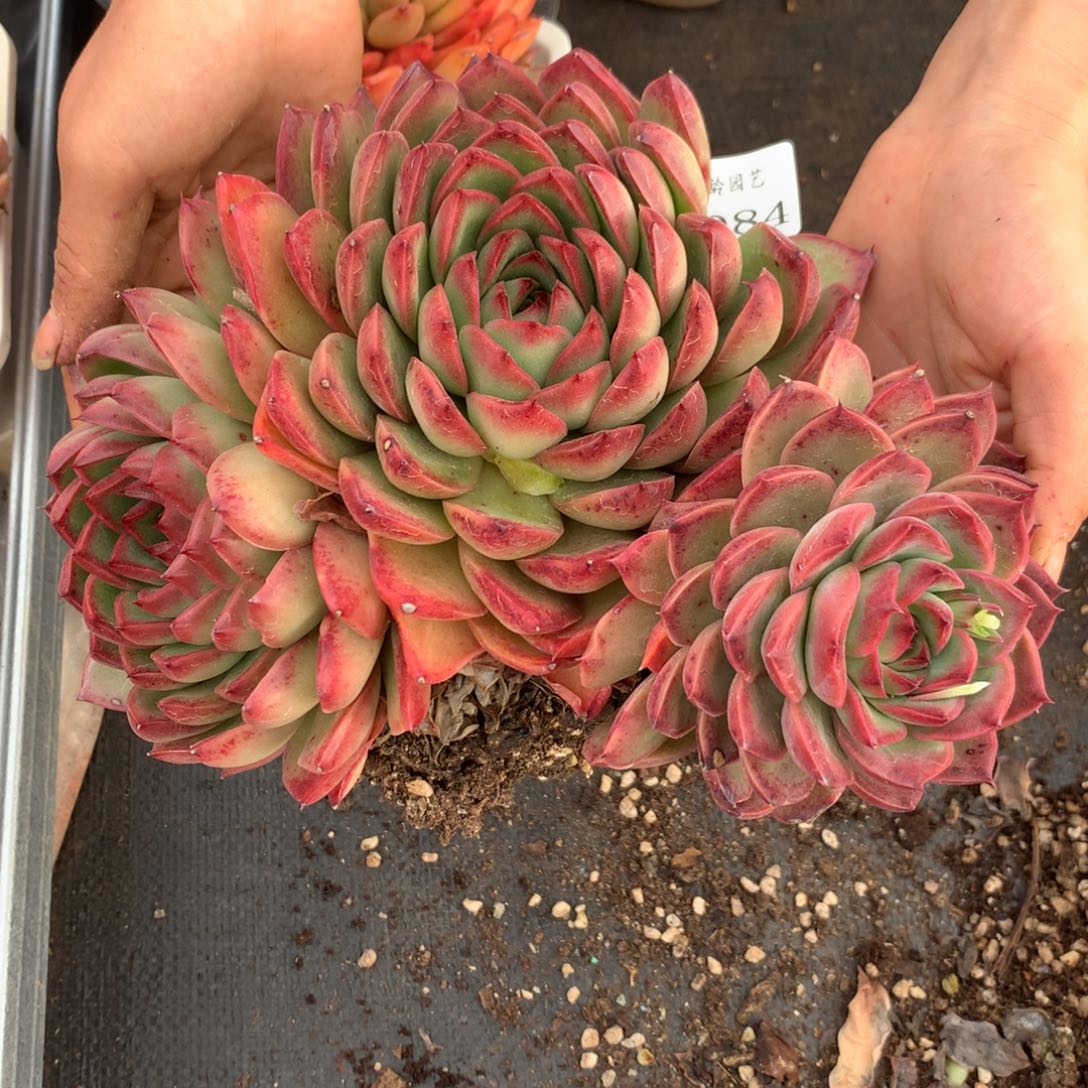 5084杂交精品基地21厘米