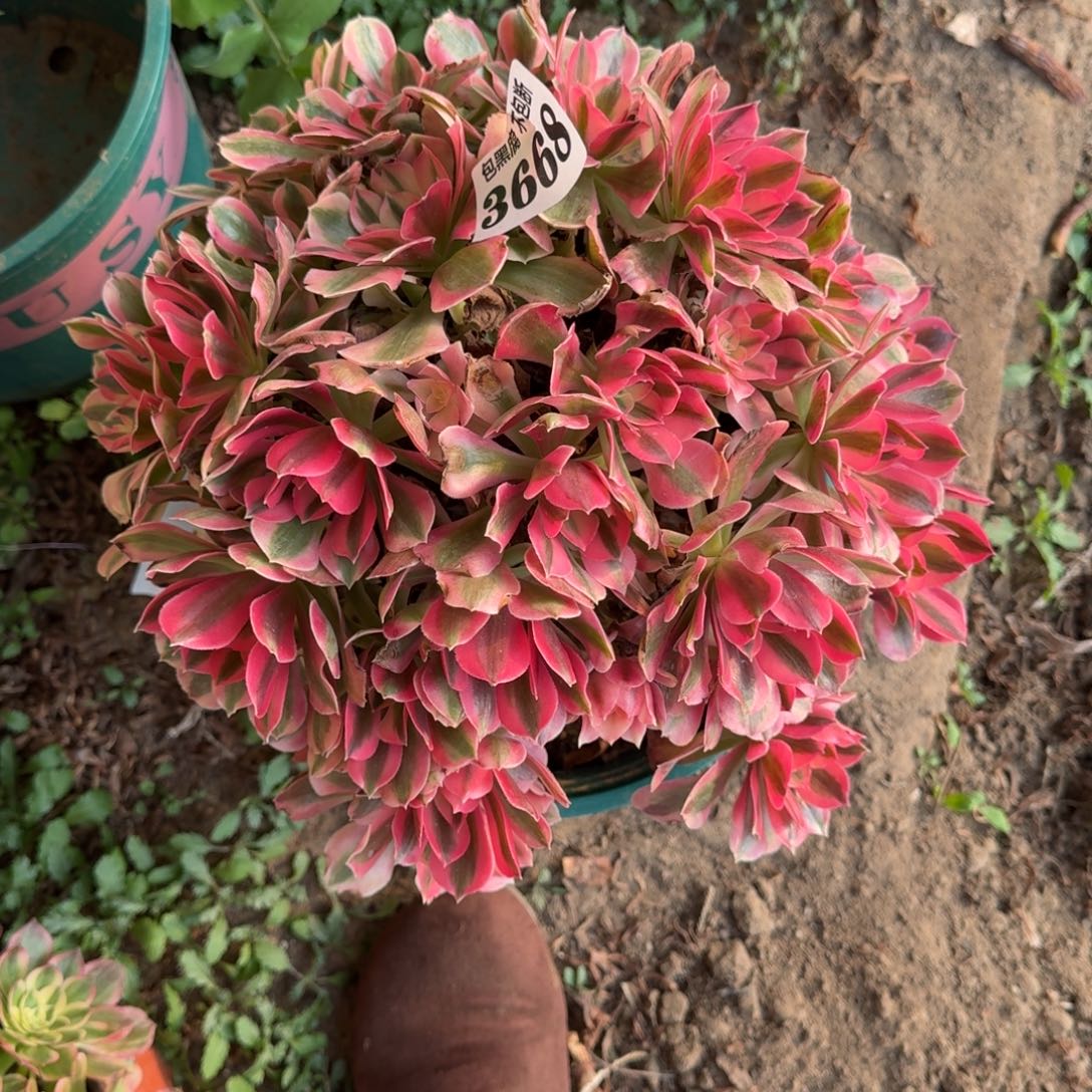 法师女郎20-45 3668