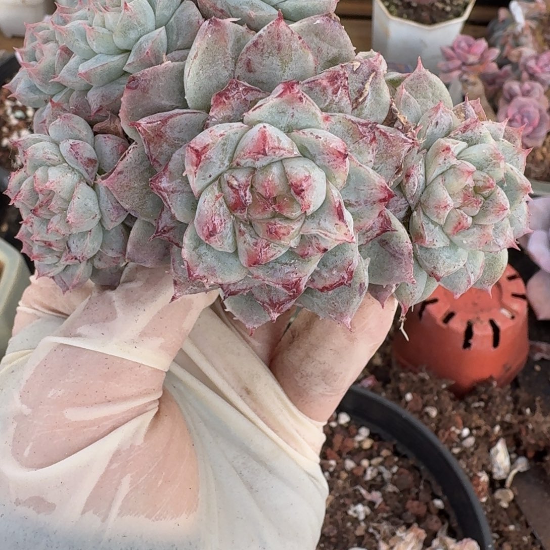 沫****一物一拍不退不换直播间展示清晰