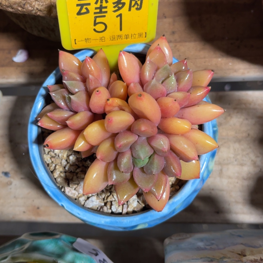 ઇ***ଓ云尘多肉一物一拍不含盆51