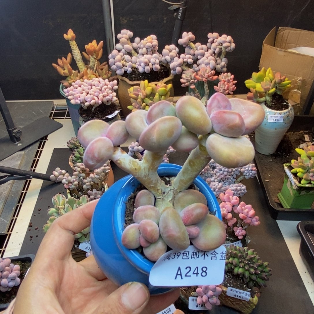 248芒果奶kk奶多肉7c m