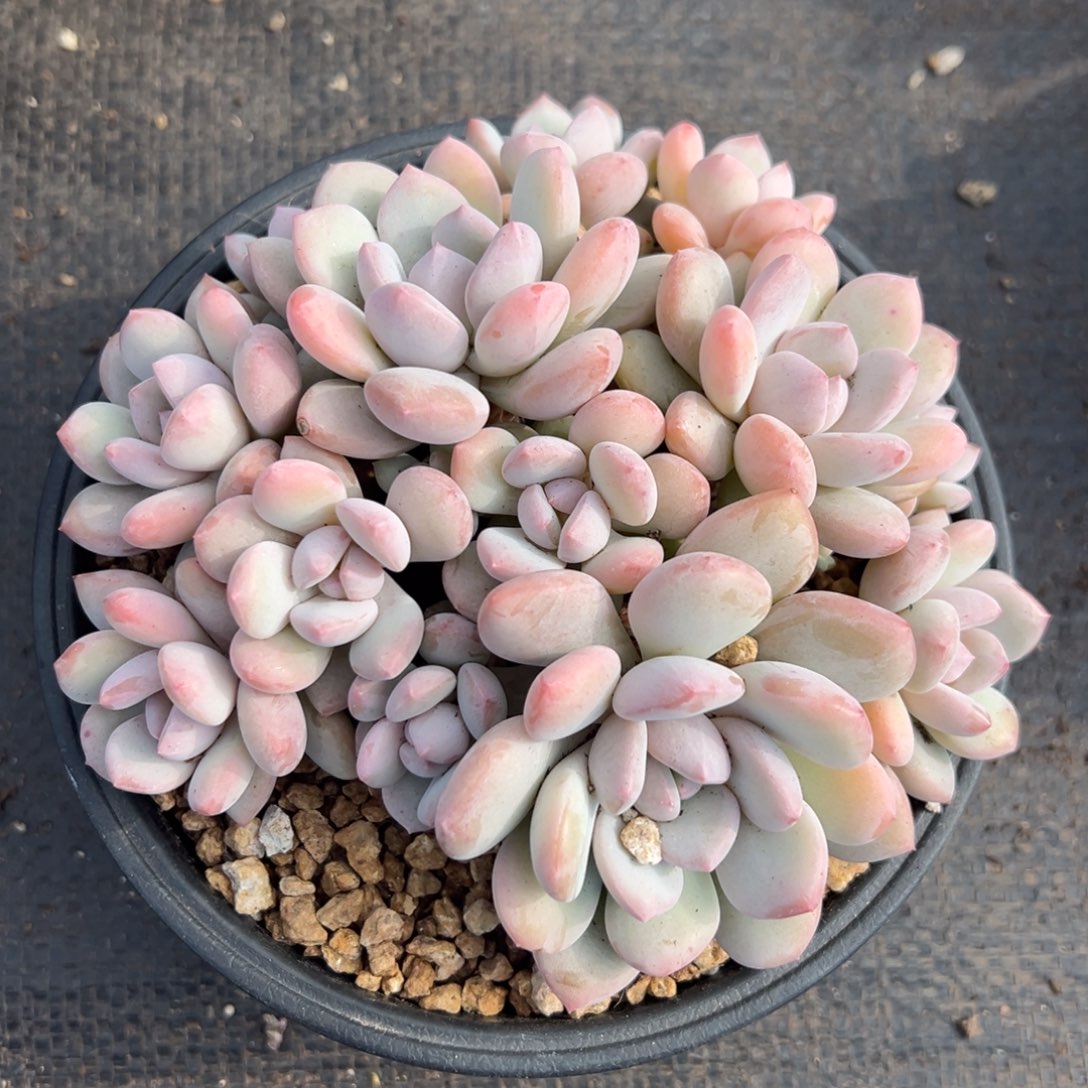 1028170 拉思雨群生多头老桩