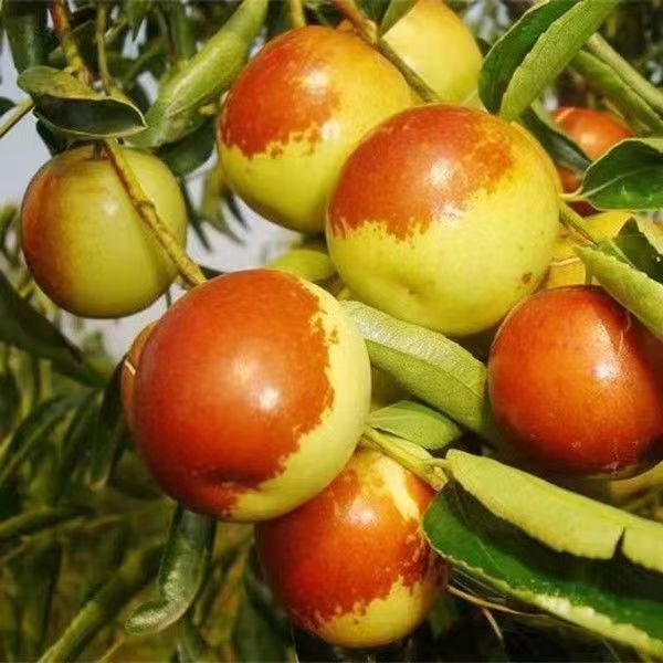 冰糖枣嫁接苗耐热抗寒庭院阳台种植