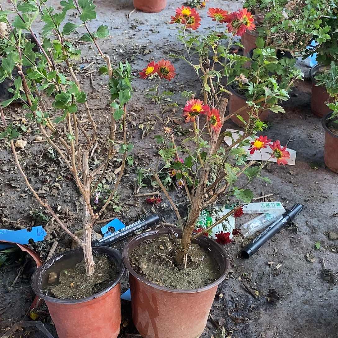 不***了完全开放盆景菊花菊花