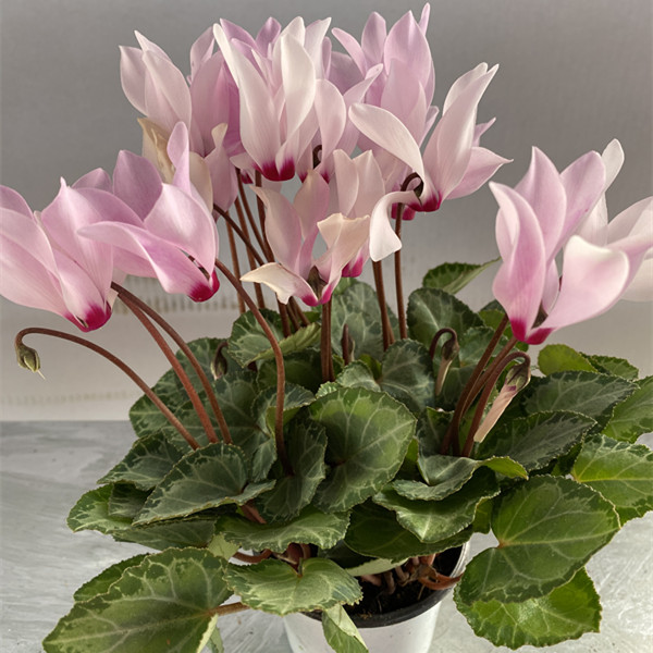 仙客来 火焰 浅粉色 盆栽花卉 室内阳台 年宵花 