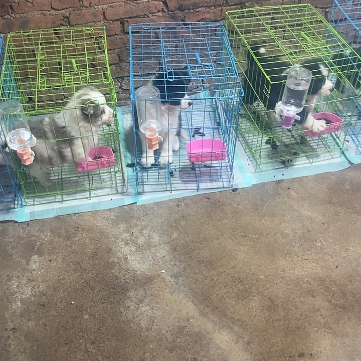 纯种边牧自家犬舍繁殖