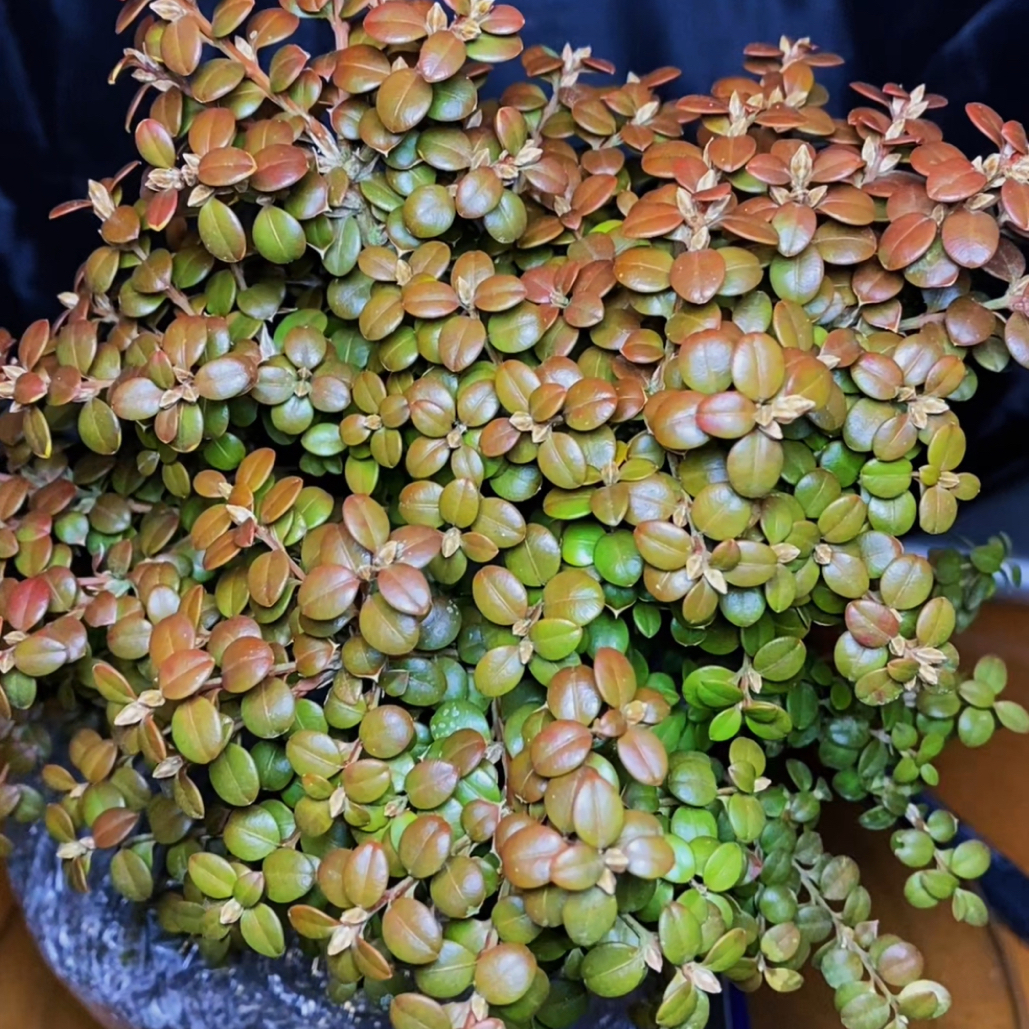 安徽大别山珍珠黄杨素材耐寒红叶掌上庭院阳台茶台新奇绿植盆栽