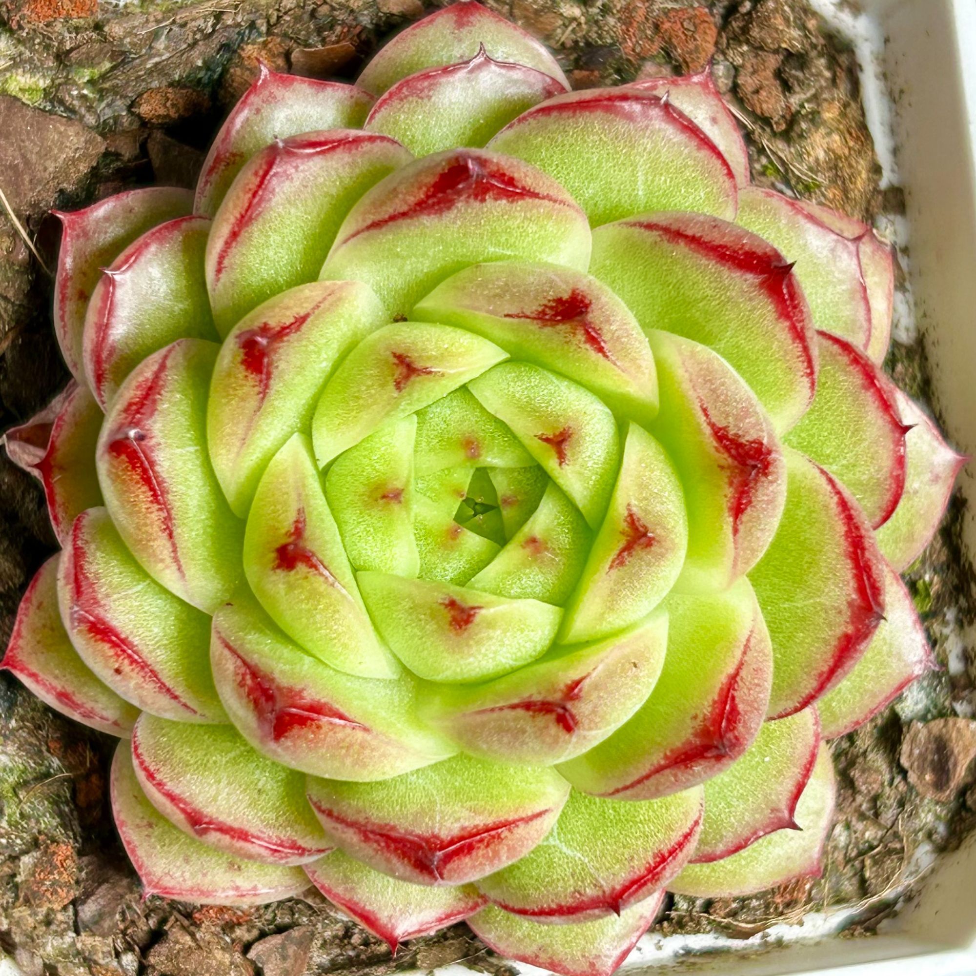 慢悠花房 枫菲麦秆 阳台绿植园艺盆栽花卉庭院多肉