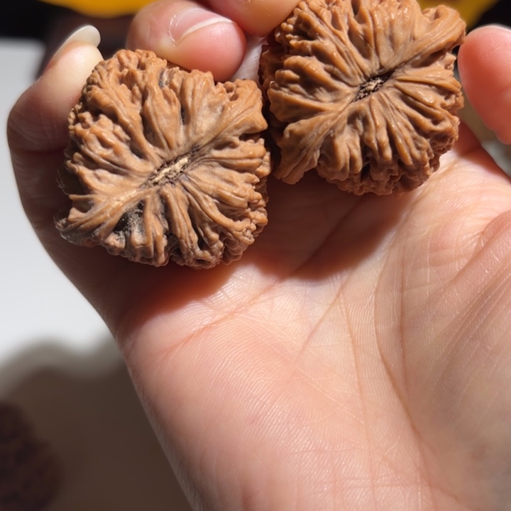 道***然大叶紫檀（黑酸枝木类）