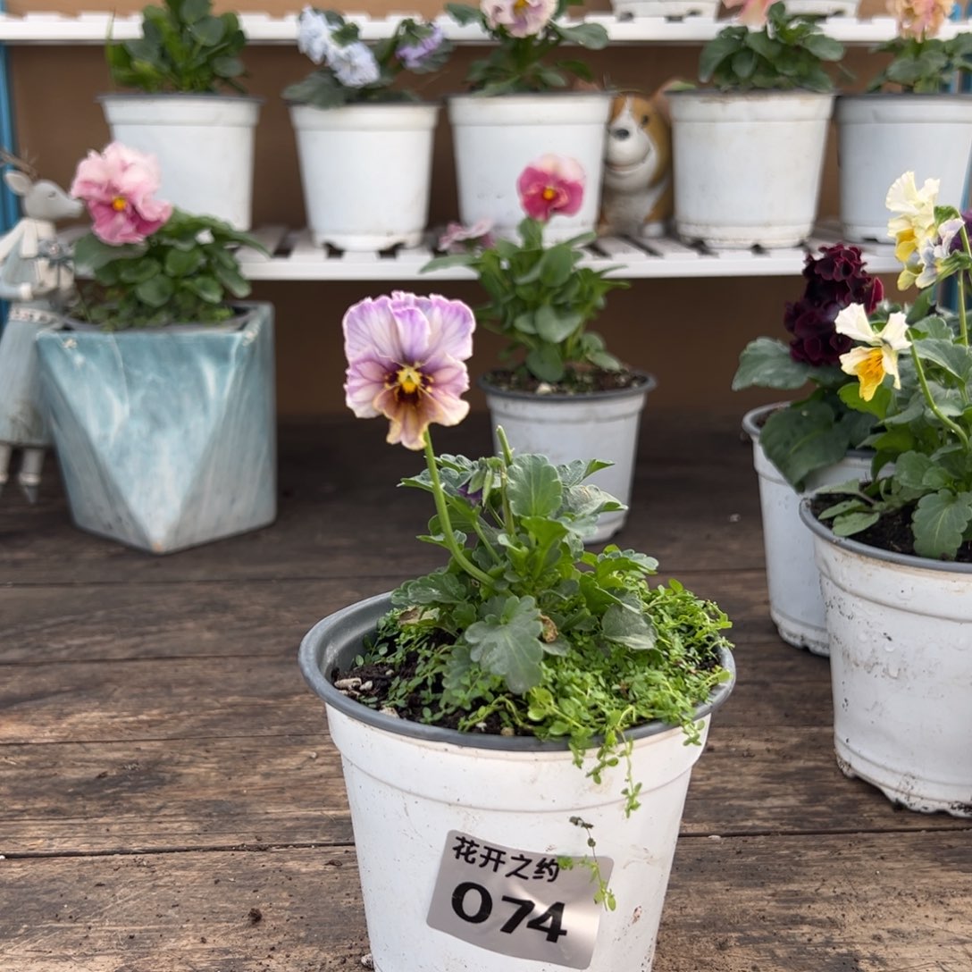 【闪购商品】完全开放074号